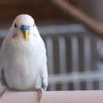White and blue budgie parakeet