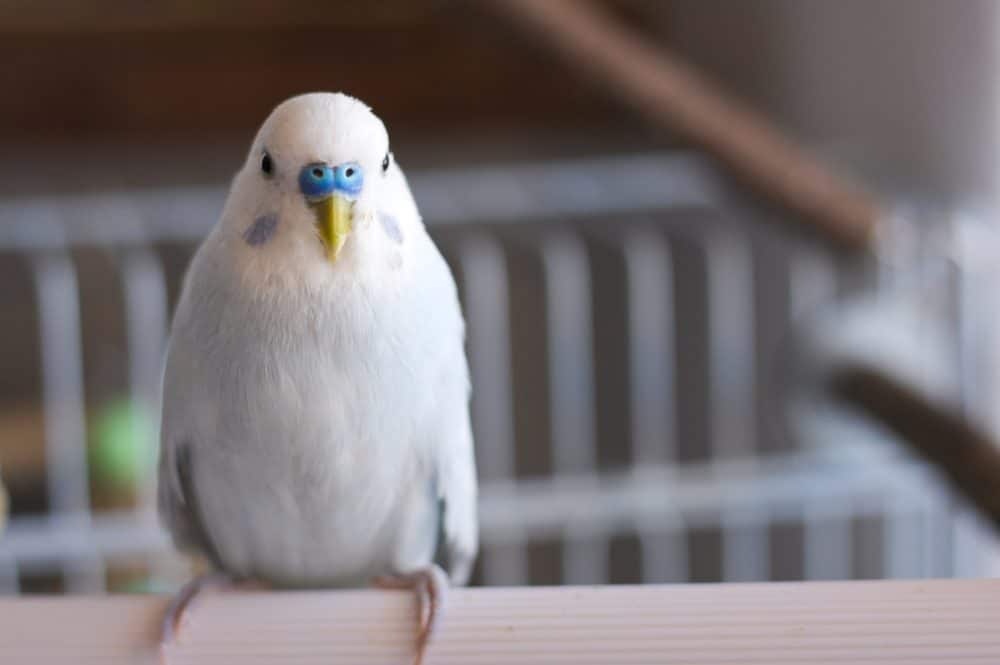 Periquito azul y blanco (Melapsittacus undulatus)