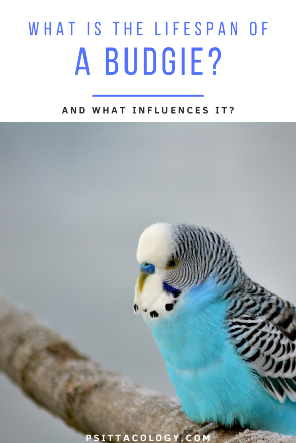 How Long Does A Budgie Live? All About Budgie Lifespan Psittacology