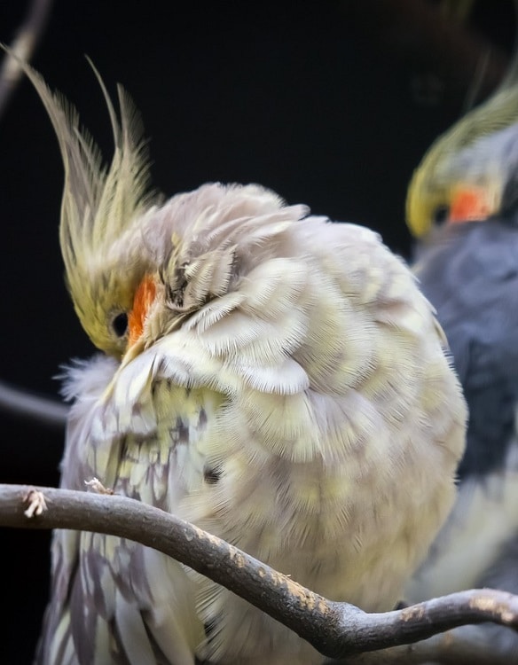 Resting cockatiel parrot - All about cockatiels in the wild