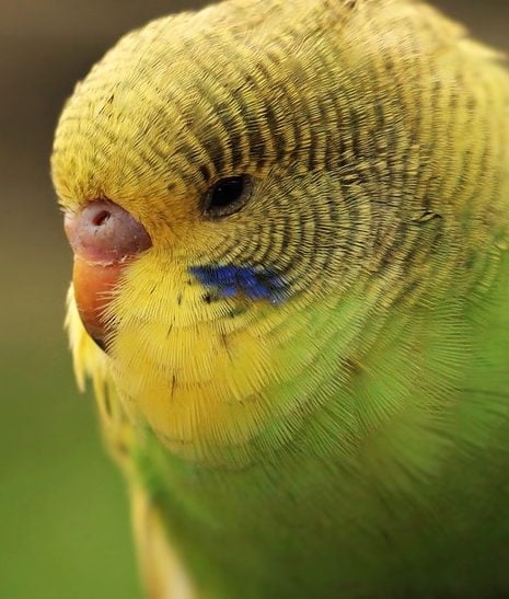 Yellow and green budgerigar parakeet