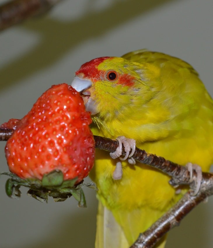 A red-crowned parakeet (commonly known as Kakariki) enjoying a strawberry. 