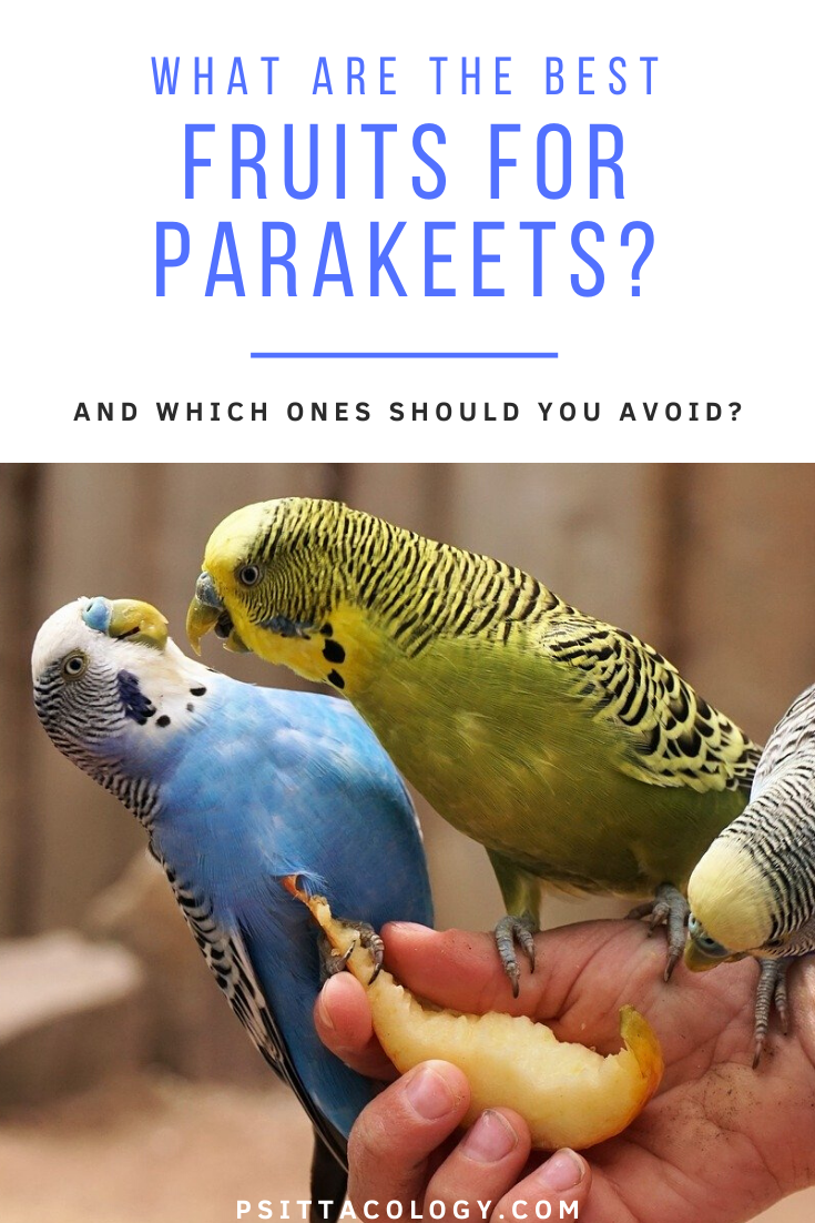 Three budgerigar parakeets fighting over a slice of apple - Can parakeets eat fruit?