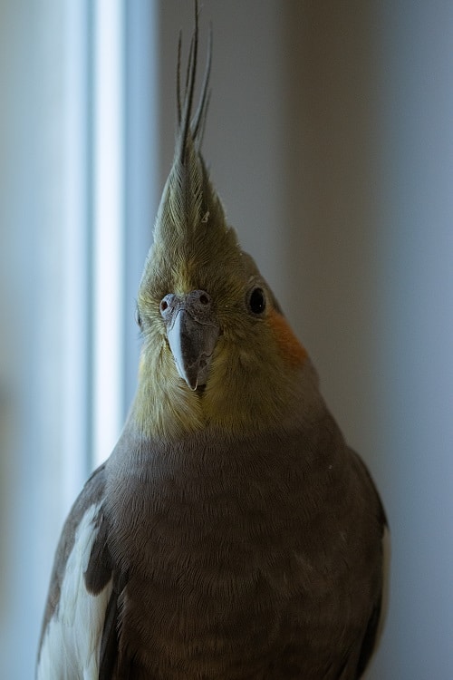 Gray female cockatiel (Nymphicus hollandicus) | Guide on the life span of a cockatiel