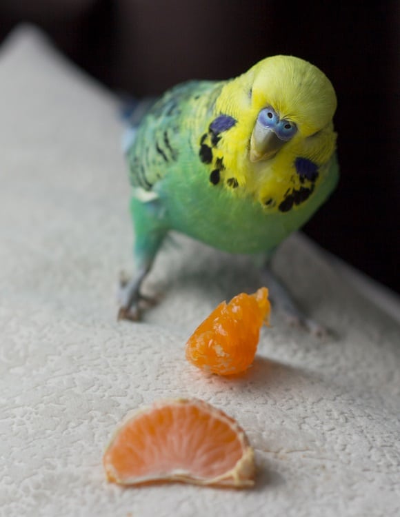 Budgie parakeet checks out tangerine slices.