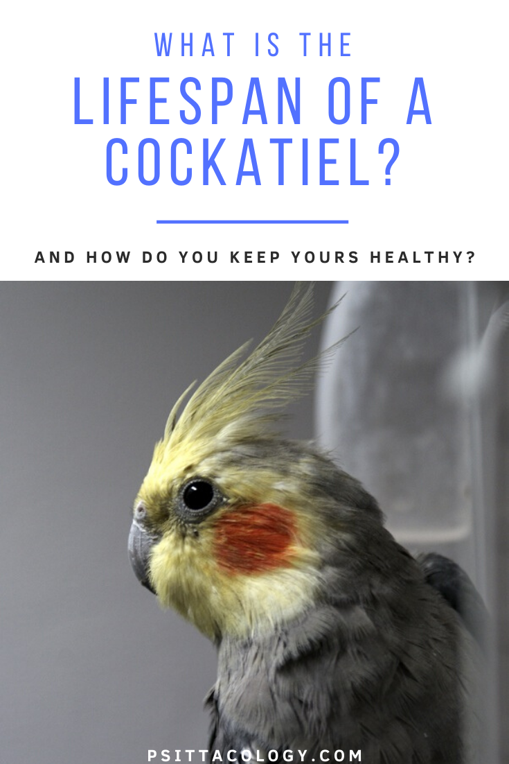 Gray cockatiel with yellow face | How long do cockatiels live?