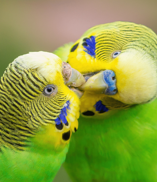 Male and female yellow-green budgies kissing/feeding 