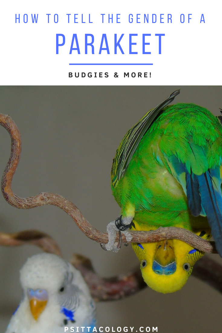 Green and yellow budgie hanging upside down with white and blue budgie in the background | Full guide on how to tell the gender of a parakeet