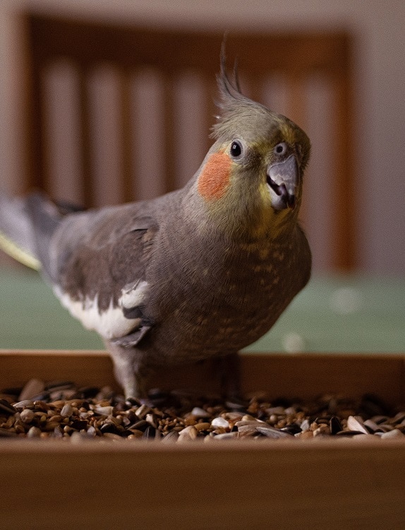 Gray female cockatiel (Nymphicus hollandicus) eating seeds.