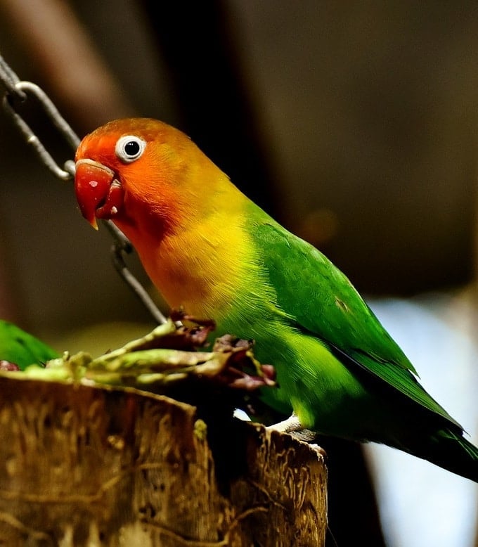 Lovebird eating