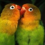 Two lovebirds (genus Agapornis) preening each other | What is the life span of a lovebird?