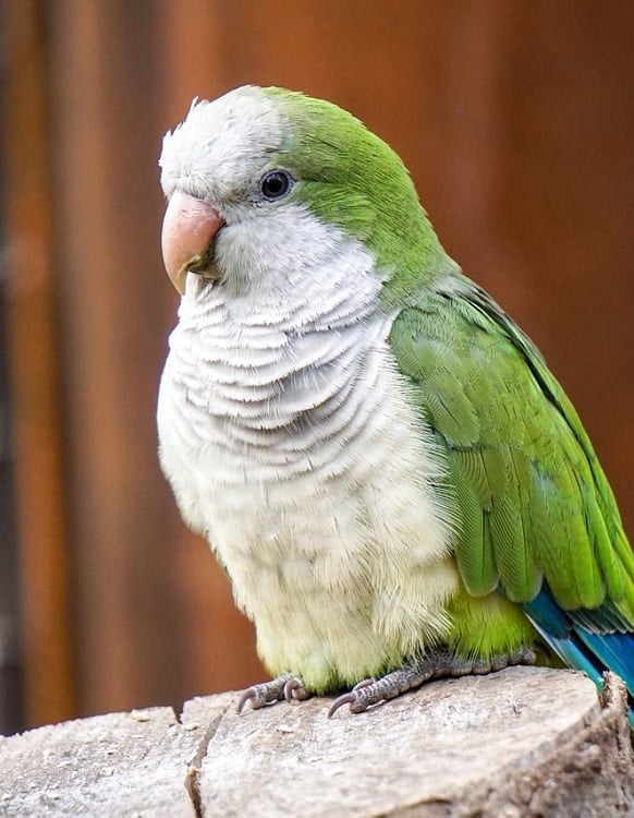 Monk parakeet, also known as quaker parrot.