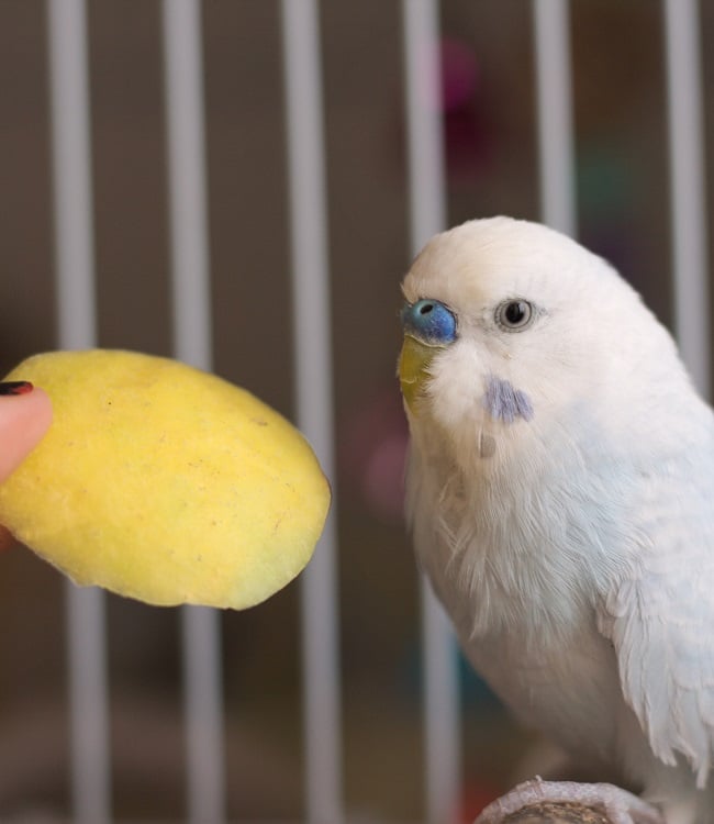 Blue budgie parakeet inspecting apple.