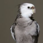 Ninfa o carolina gris (Nymphicus hollandicus), un loro popular como mascota.