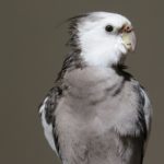 Grey cockatiel bird - All about cockatiels in the wild