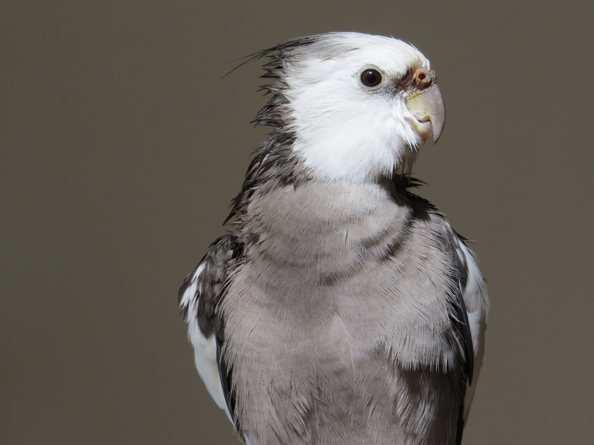 Grey cockatiel bird - All about cockatiels in the wild