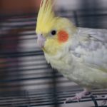Cacatua ninfa (Nymphicus hollandicus)