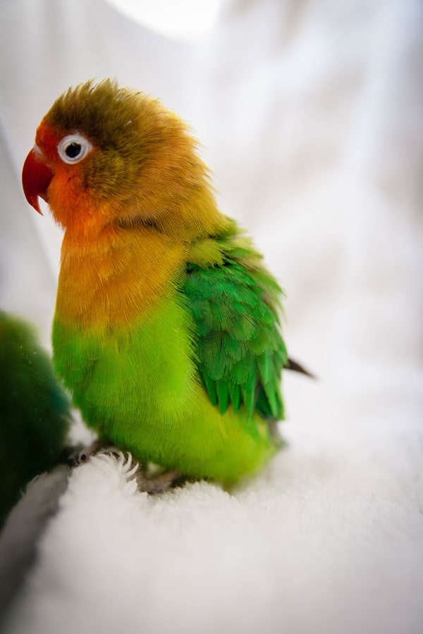 Green and orange lovebird on white background | Guide to the lifespan of a lovebird