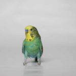 Budgerigar parakeet on white background