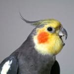 Gray and yellow cockatiell with open beak on gray background