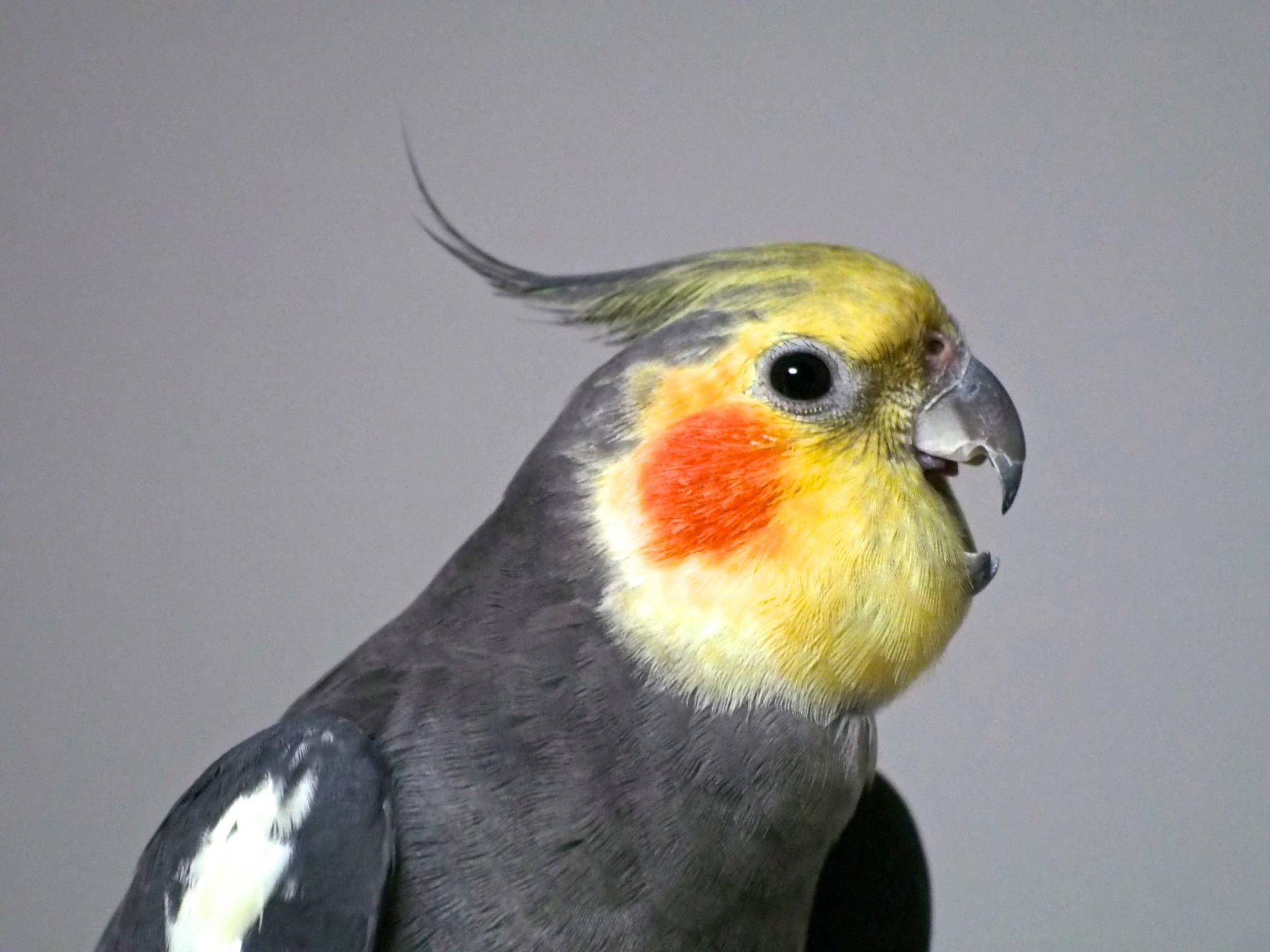 Gray and yellow cockatiell with open beak on gray background