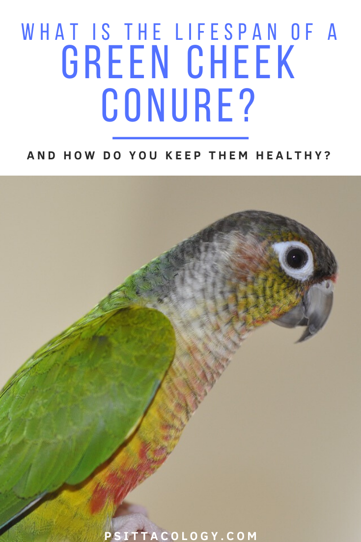 Green cheek conure on beige background | Guide on green cheek conure lifespan