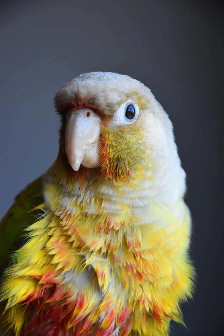 Green Cheek Conure Lifespan How Long Do Green Cheek Conures Live? Psittacology