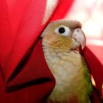 Green cheek conure hiding in red fabric