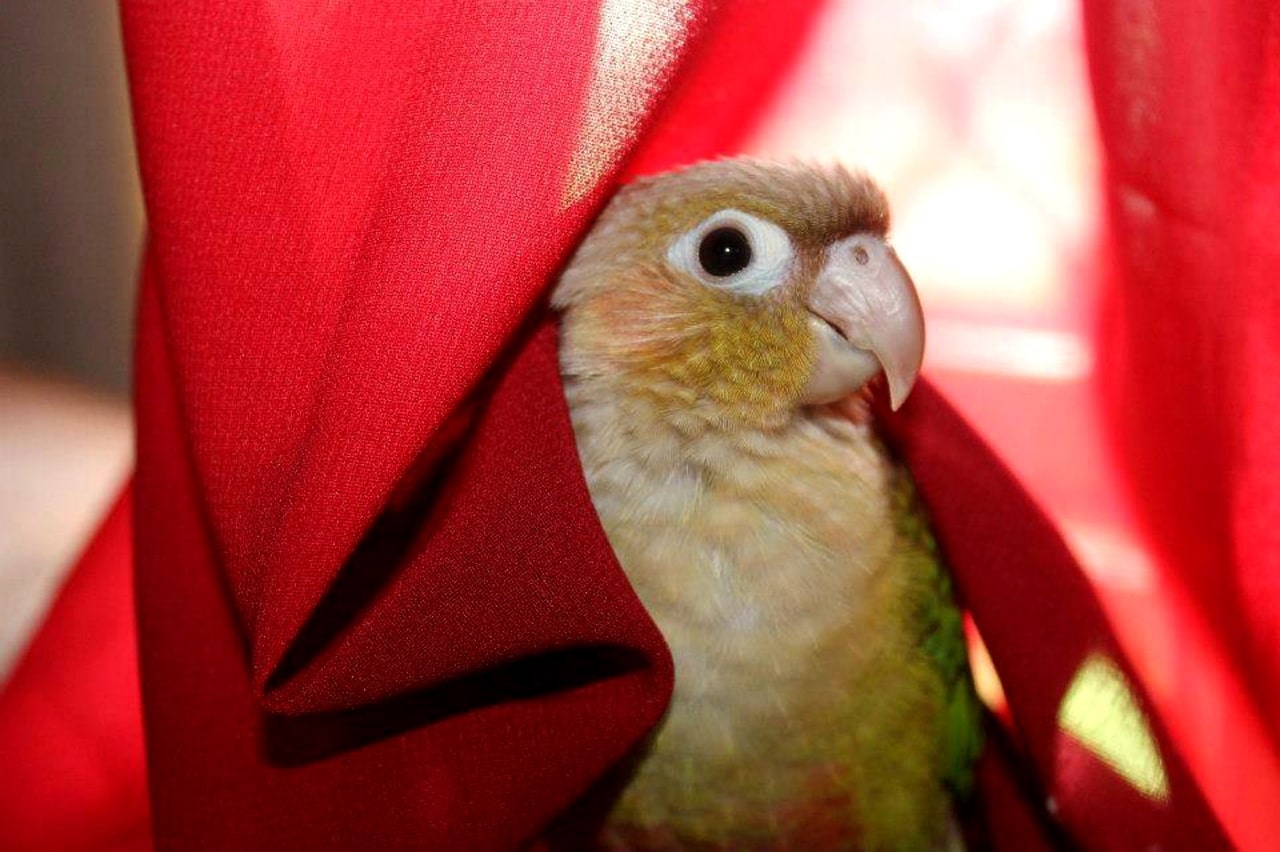 Cotorra de mejillas verdes (Pyrrhura molinae), un loro de compañia popular.