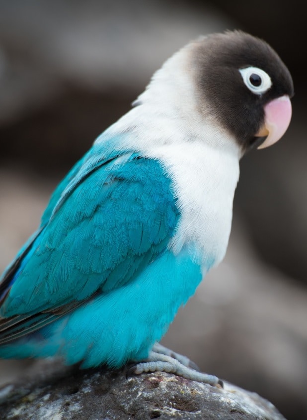 Masked lovebird (Agapornis personata), blue mutation