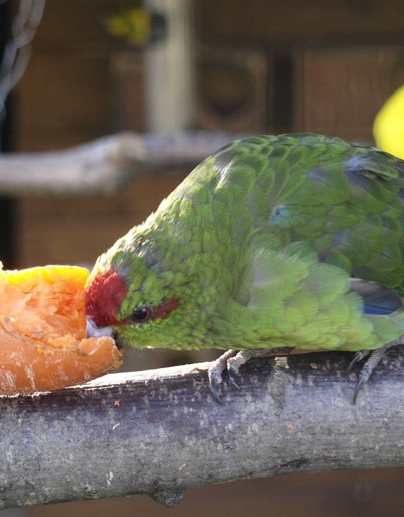 Green Kakariki parakeet sitting on branch eating large carrot.
