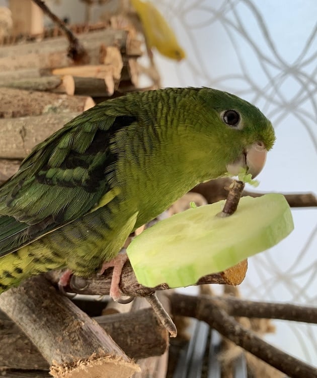 Green lineolated parakeet sitting on branch eating cucumber slice.