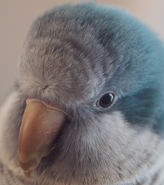 Cotorra argentina (o perico monje) azul, un loro popular.