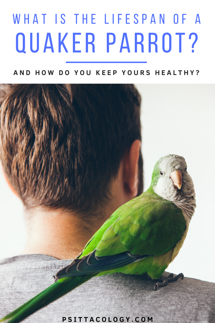 Green quaker parrot (monk parakeet) sitting on man's shoulder.