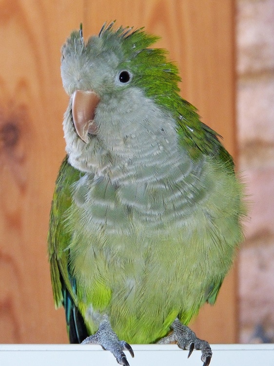 Cotorra argentino o perico monje verde, un loro común.