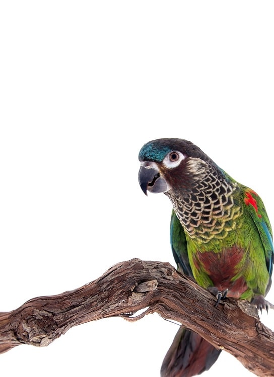 Isolated image of painted conure (Pyrrhura picta) perched on a branch.