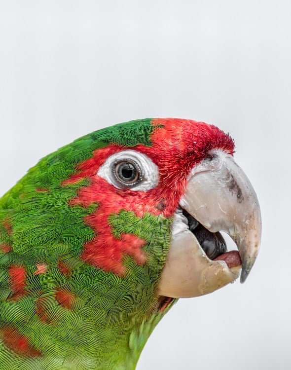 Close-up of red masked conure (Psittacara erythrogenys) on gray-white background.