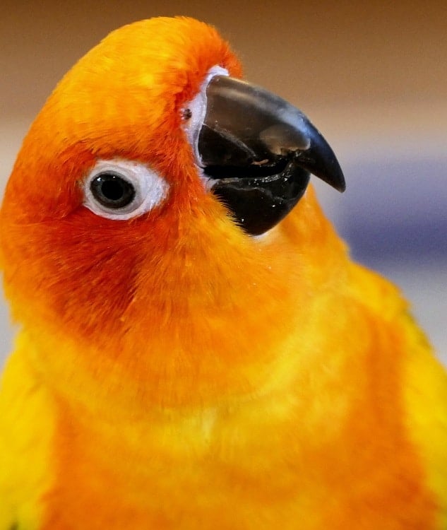 Close-up of inquisitive sun conure (Aratinga solsitialis) with slightly tilted head. | Guide to types of conures