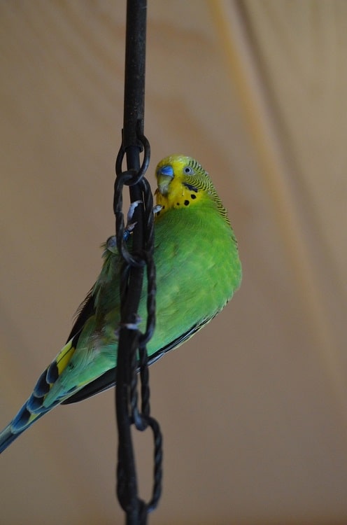 Wild type Budgerigar clinging onto wire structure.