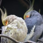 Three cockatiels in a row sleeping on a branch with heads tucked into feathers.