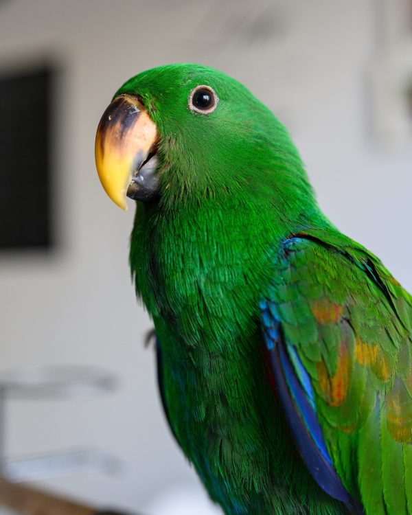 Green (male) Eclectus parrot. | Where do parrots live?