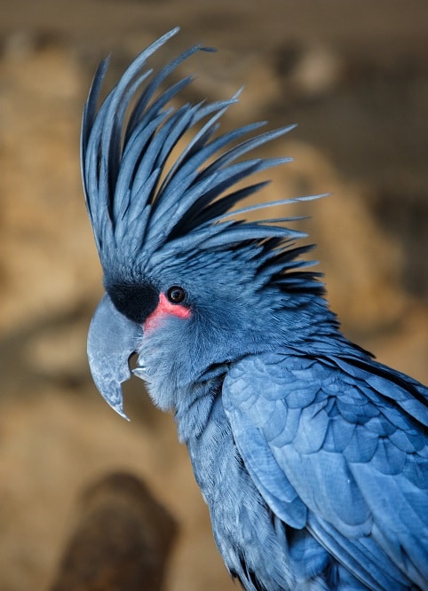 Black palm cockatoo.