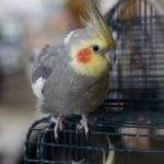 Grey cockatiel parrot with yellow face sat on cage.