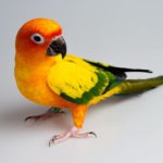 Colorful sun conure (Aratinga solstitialis) on white surface.