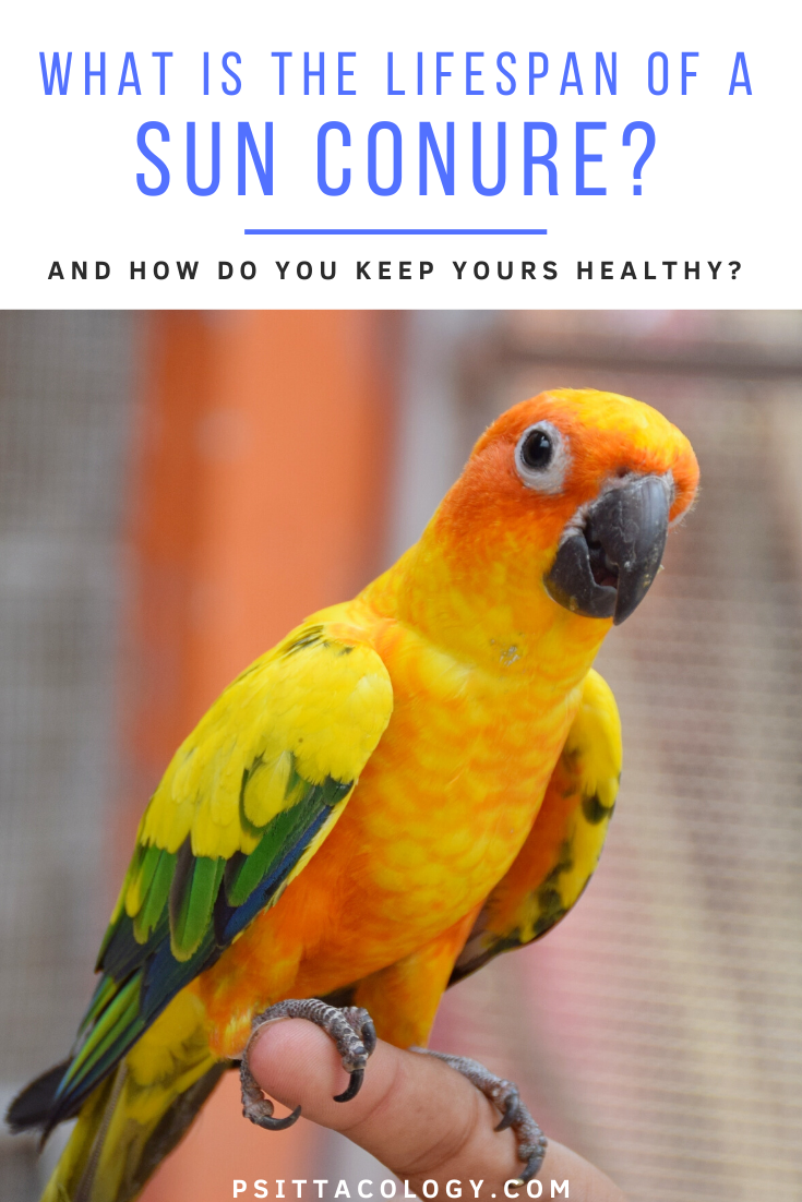 Sun conure perched on hand | Guide to sun conure lifespan