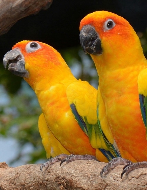 Dos cotorras del sol (Aratinga soltitiales), loros comunes como mascotas.