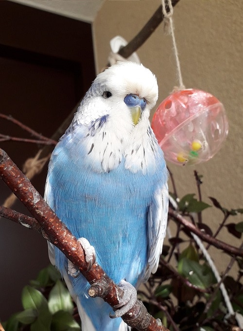 Male blue budgie perched on branch. | Guide to what parrots talk