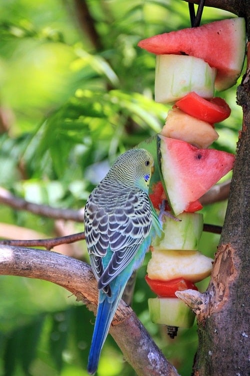 Periquito australiano al lado de una brocheta de frutas y verduras.