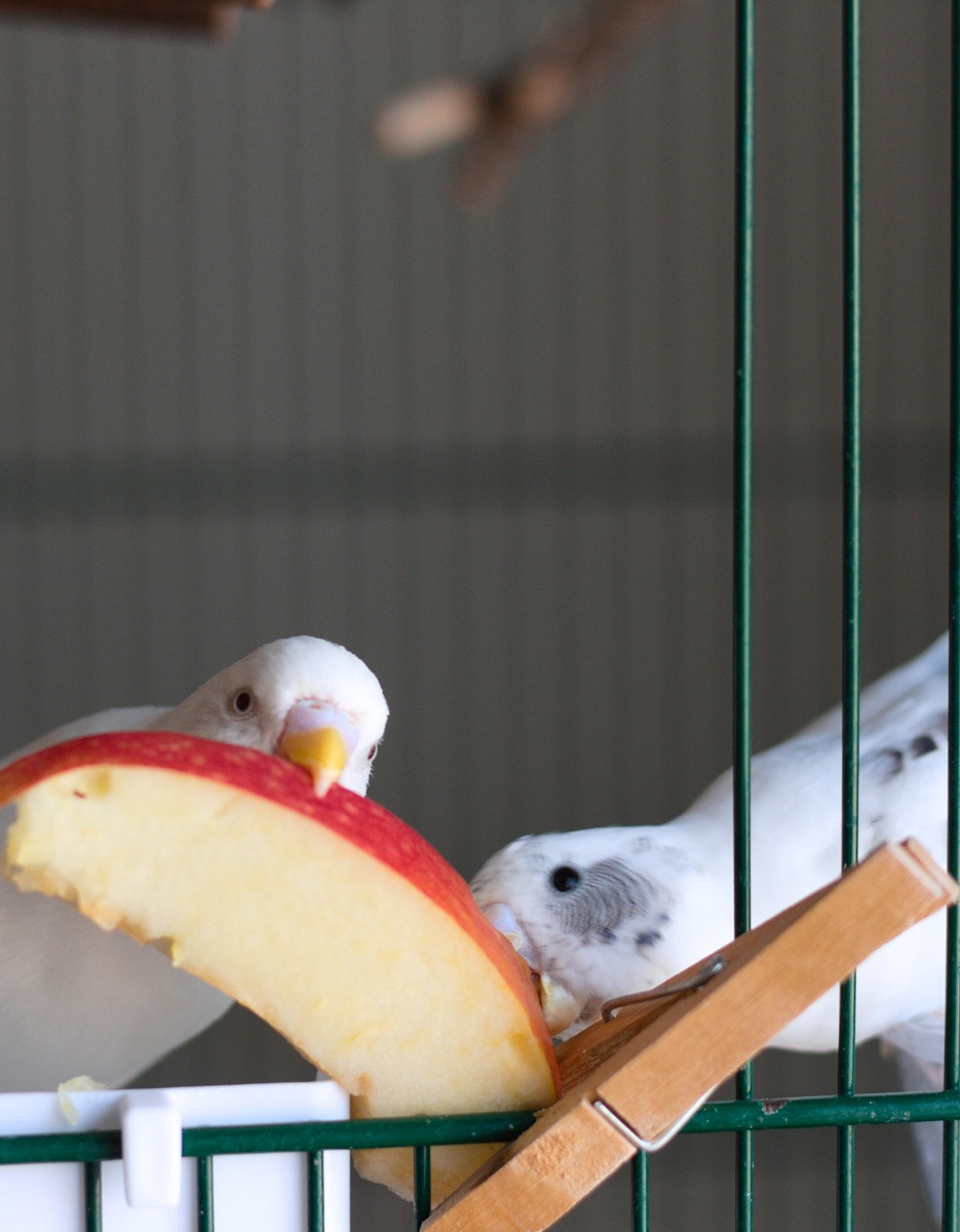 Two budgie parakeets eating a slice of apple