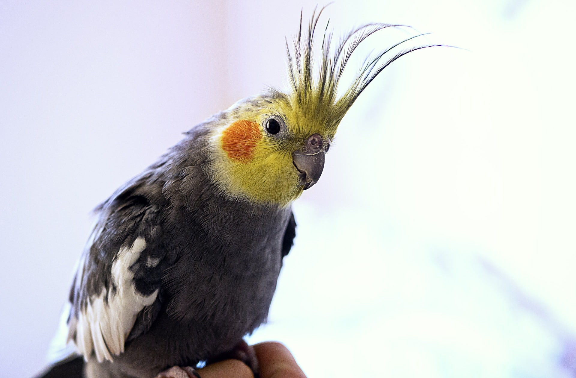 Curious male cockatiel parrot